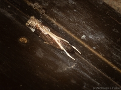 Chaliniastis astrapaea