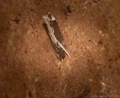 Chaliniastis astrapaea