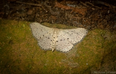 Idaea punctatissima