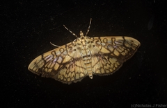 Haritalodes obliqualis