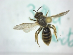 Lasioglossum