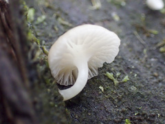 Roridomyces austrororidus