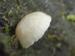 Roridomyces austrororidus