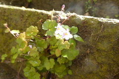 Cymbalaria muralis