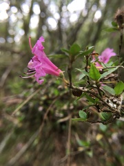Rhododendron noriakianum