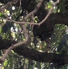 Parus major