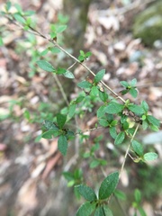 Rhododendron noriakianum