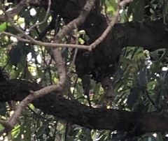 Parus major