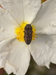 Acmaeodera rubromaculata
