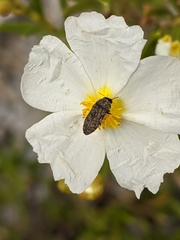 Acmaeodera rubromaculata