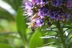 Apis mellifera iberiensis