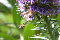 Apis mellifera iberiensis