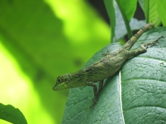 Pseudocalotes tympanistriga