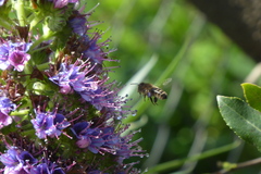 Apis mellifera iberiensis