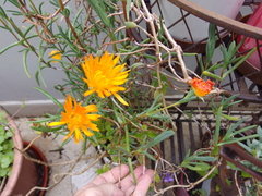 Lampranthus aurantiacus