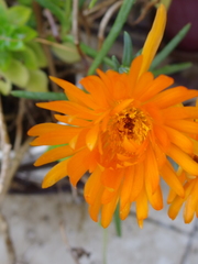 Lampranthus aurantiacus