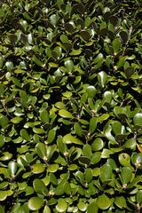 Brachyglottis bidwillii