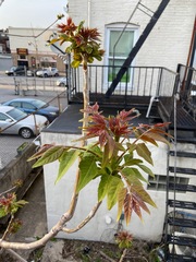Ailanthus altissima