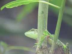 Pseudocalotes tympanistriga