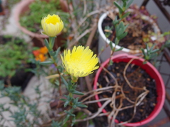Lampranthus aureus