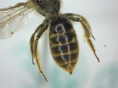 Lasioglossum