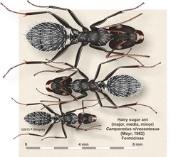 Camponotus niveosetosus