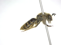 Lasioglossum