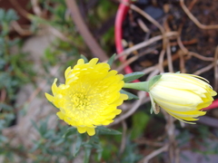 Lampranthus aureus