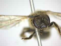 Lasioglossum