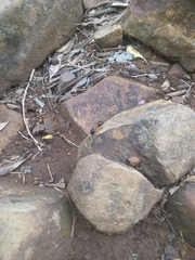 Camponotus consobrinus