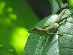 Pseudocalotes tympanistriga