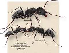 Camponotus niveosetosus