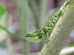 Pseudocalotes tympanistriga