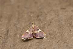 Endotricha metacuralis