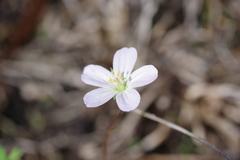Geranium neglectum