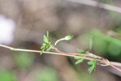Geranium neglectum