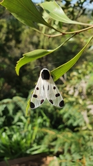Dysschema boisduvallii