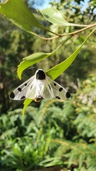 Dysschema boisduvallii