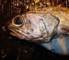 Coryphaenoides pectoralis