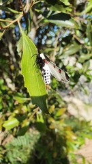 Dysschema boisduvallii