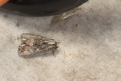 Dipterygina cupreotincta