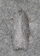 Acleris maximana