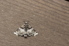 Aplotelia diplographa