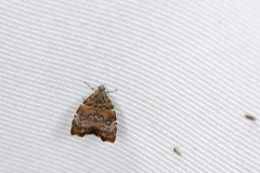 Choreutis yakushimensis