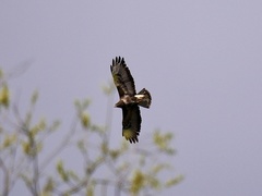 Buteo buteo