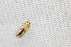 Stathmopoda auriferella