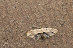 Acygnatha terminalis