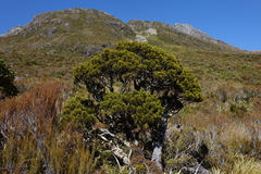 Halocarpus biformis