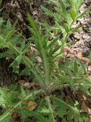 Cirsium pumilum