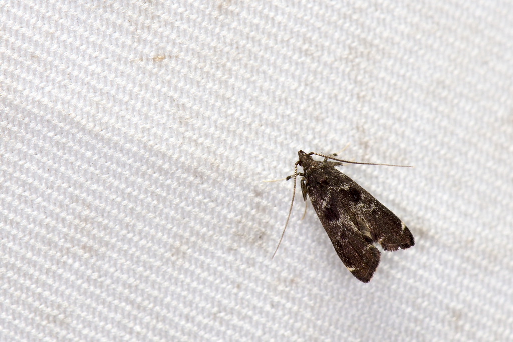 Nosphistica fenestrata